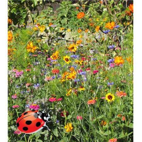 FLEURS POUR COCCINELLES - Graines de fleurs - 10 G