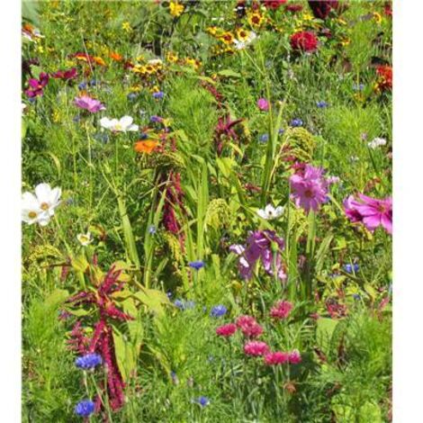 FLEURS POUR OISEAUX - Graines de fleurs - 10 G