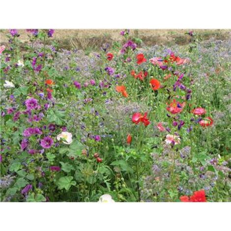 FLEURS SPECIAL OMBRE - Graines de fleurs - 10 G