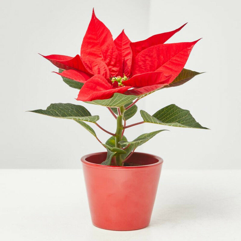 

Flor De Pascua Poinsettia Maceta 7Cm