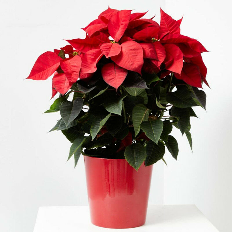 

Flor De Pascua Poinsettia Maceta 4 Litros