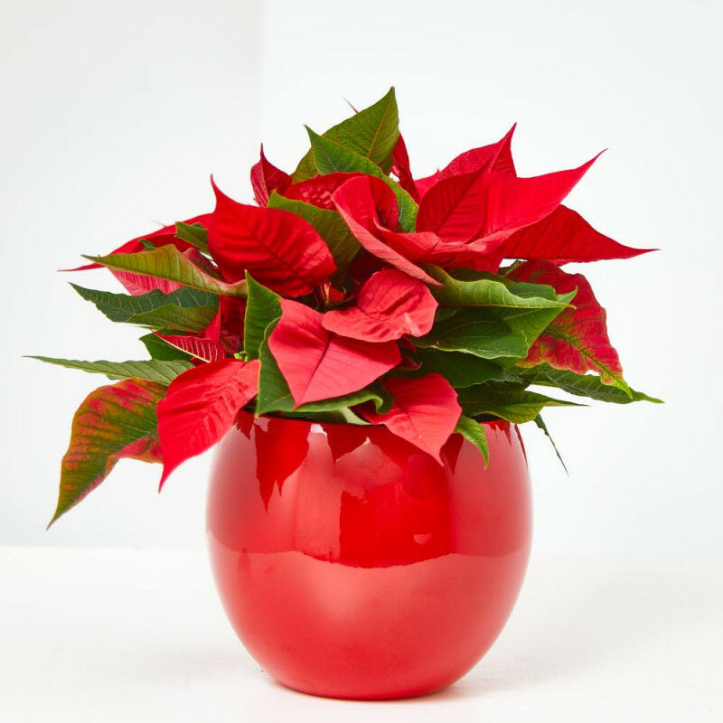 

Flor De Pascua Poinsettia Maceta 11Cm