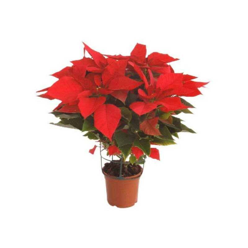 

Flor De Pascua Poinsettia Maceta 14Cm