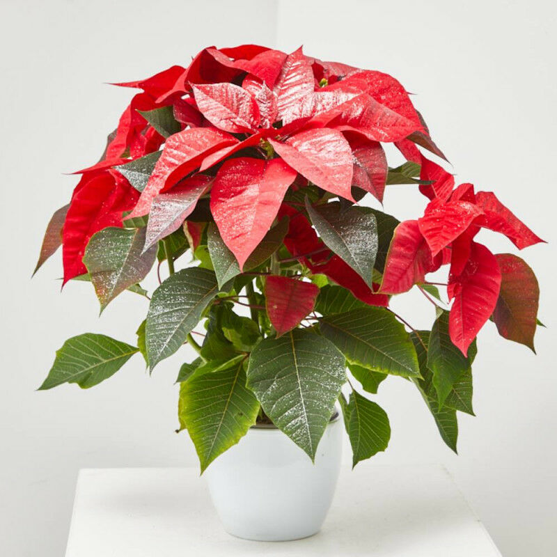

Flor De Pascua Poinsettia Purpurina Maceta 13Cm