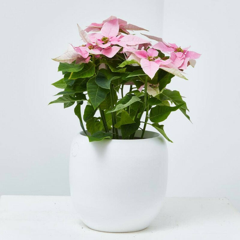 

Flor De Pascua Princettia M-13