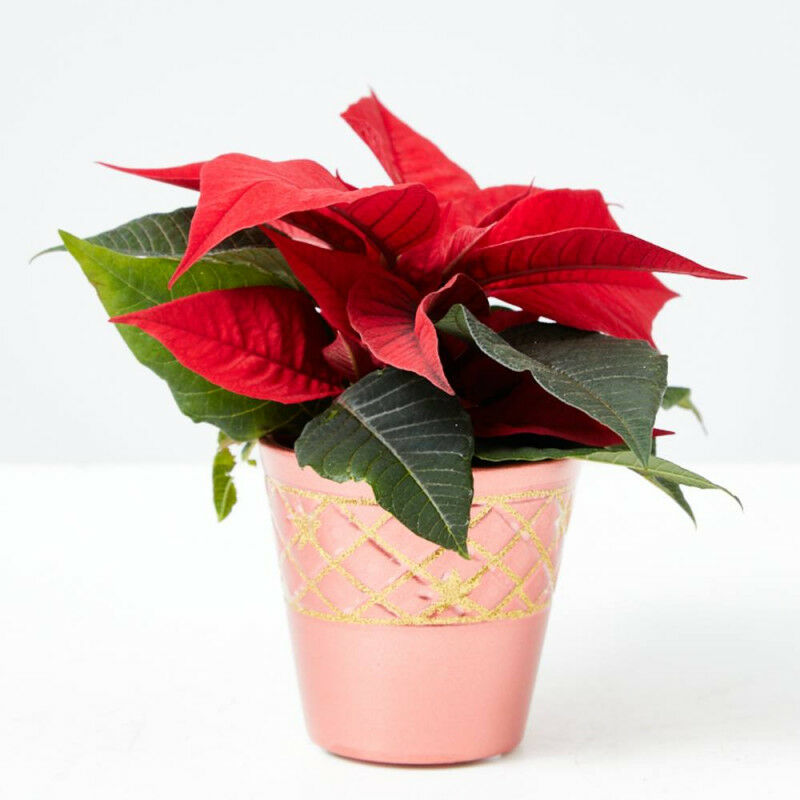 

Flor De Pascua Roja Con Cubremaceta Rojo 6Cm