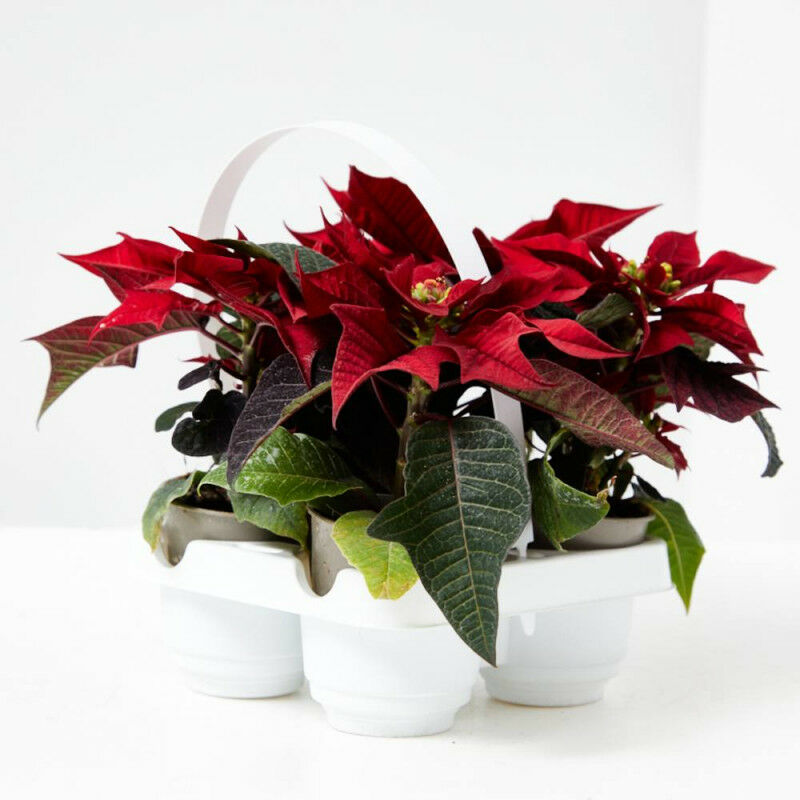 

Flor De Pascua Roja X4 Unidades Maceta 6Cm