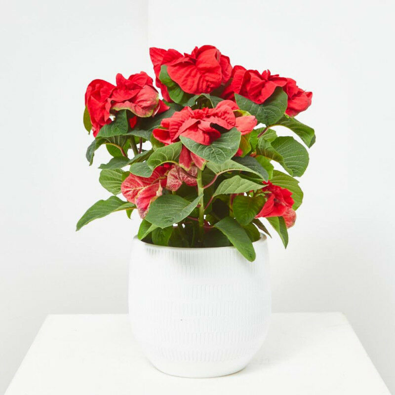 

Flor De Pascua Winter Rose M-14