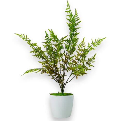 Flor en maceta - Helecho, helecho en maceta verde-marrón 75 cm