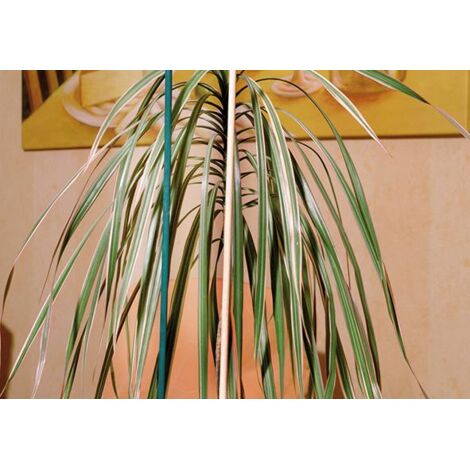 floraworld Splittstab natur, Durchmesser 4-4,5mm 50cm 10er Bund
