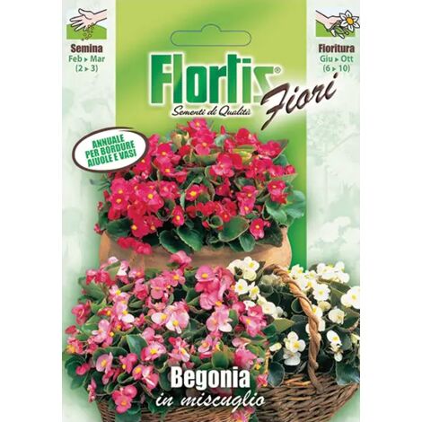 FLORTIS Begonia mix
