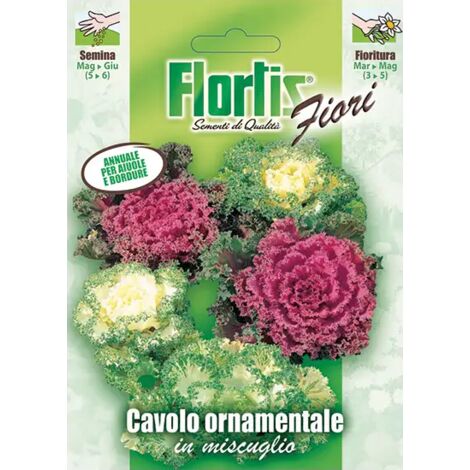 FLORTIS Cavolo ornamentale