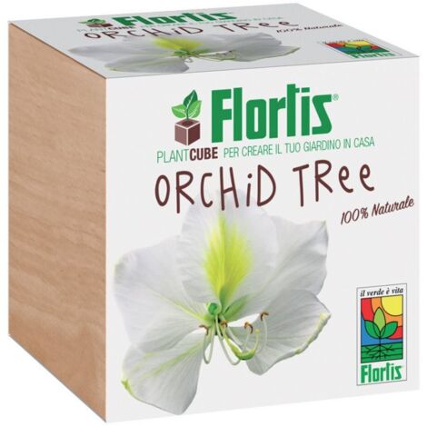 FLORTIS PLANTCUBE ORCHID TREE 7.5X7.5X7.5 CM GIARDINAGGIO PIANTE FIORI