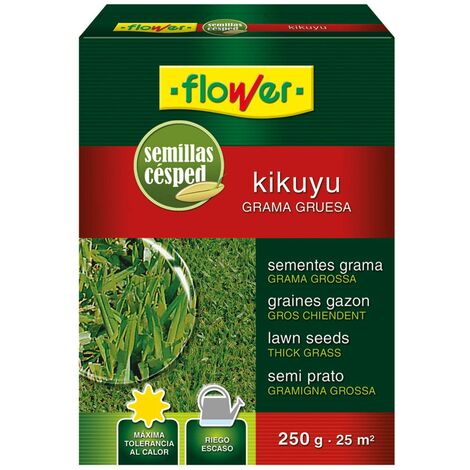 Flower SEMILLA KIKUYO