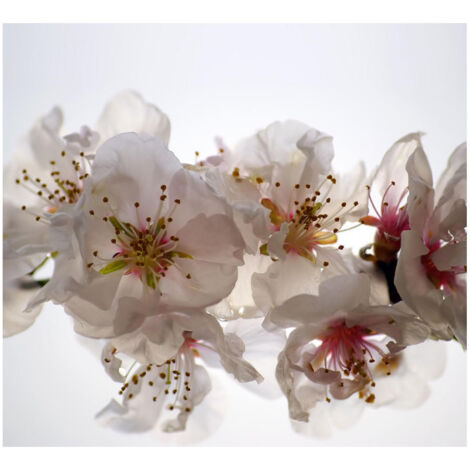 Flowers, rideau imprimé Grandes fleurs blanches et détails 280x245 cm, 2 pièces
