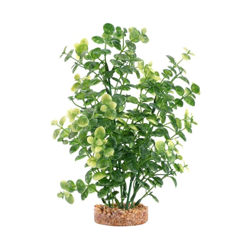 

plant bacopa verde 20cm - Fluval