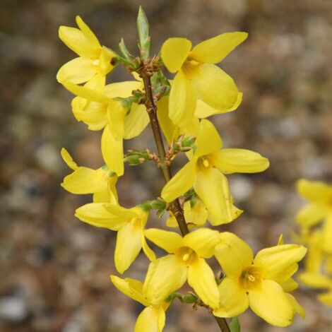 Forsizia di Zabel "Forsythia intermedia Lynwood" pianta in vaso  14 cm h. 1 metro circa con canna