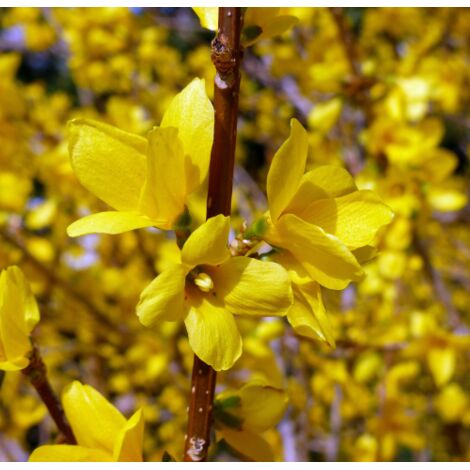 Forsizia di Zabel "Forsythia intermedia Lynwood" pianta in vaso Ă¸20 cm con canna cm h. 180/200 cm
