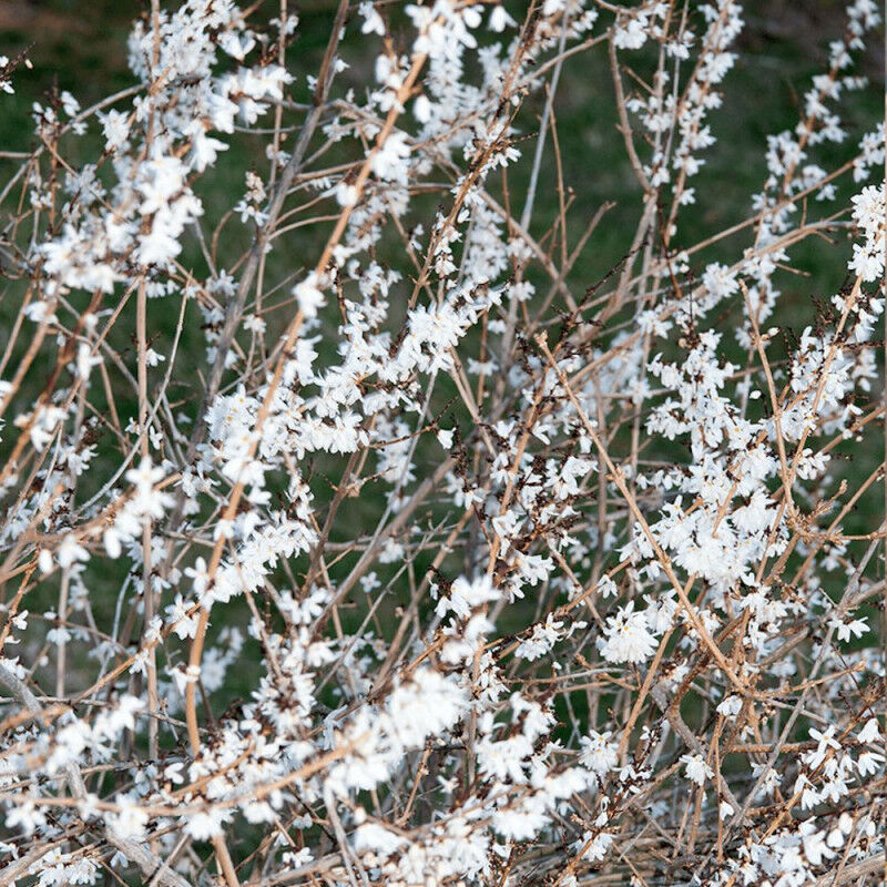 Forsythia blanc de Corée/Pot de 4L