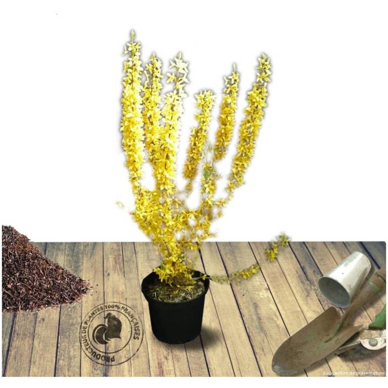 Clematite.net - Forsythia de Paris x intermedia Lynwood/Pot de 7,5L - Jaune