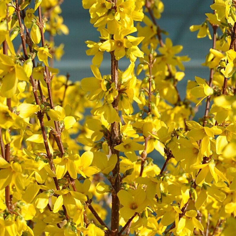 Forsythia de Paris Week End® 'Courtalyn'/Pot de 7,5L