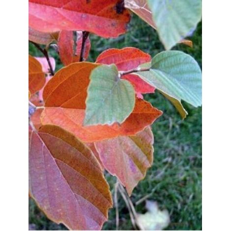 Fothergilla  'Blue Shadow' Pot de 3L/4L