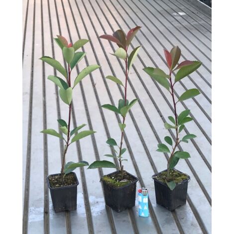 Fotinia "Photinia x fraseri Red Robin" 48 piante da siepe in vaso  9 cm