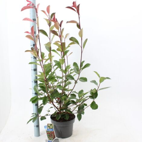 Fotinia "Photinia x fraseri Red Robin" pianta da siepe in vaso  22 cm H 110/150 cm