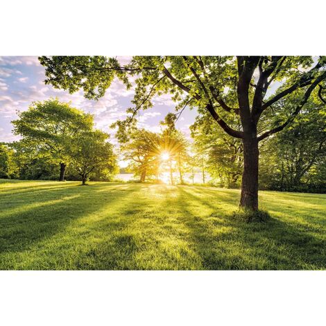 Foto Murale Golden Moment 400x250 cm Komar - Multicolore