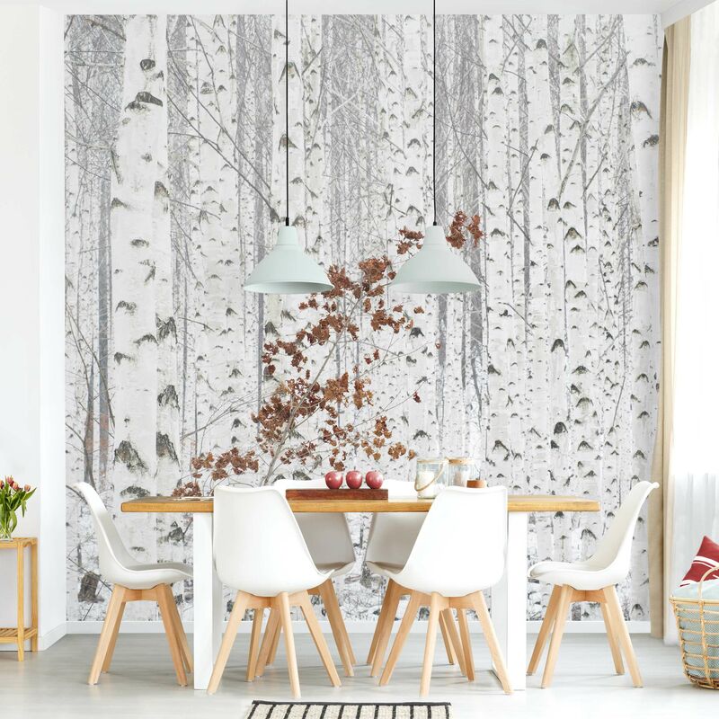 

Fotomural - Birch Trees In Autumn - Mural cuadrado Dimensión LxA: 192cm x 192cm