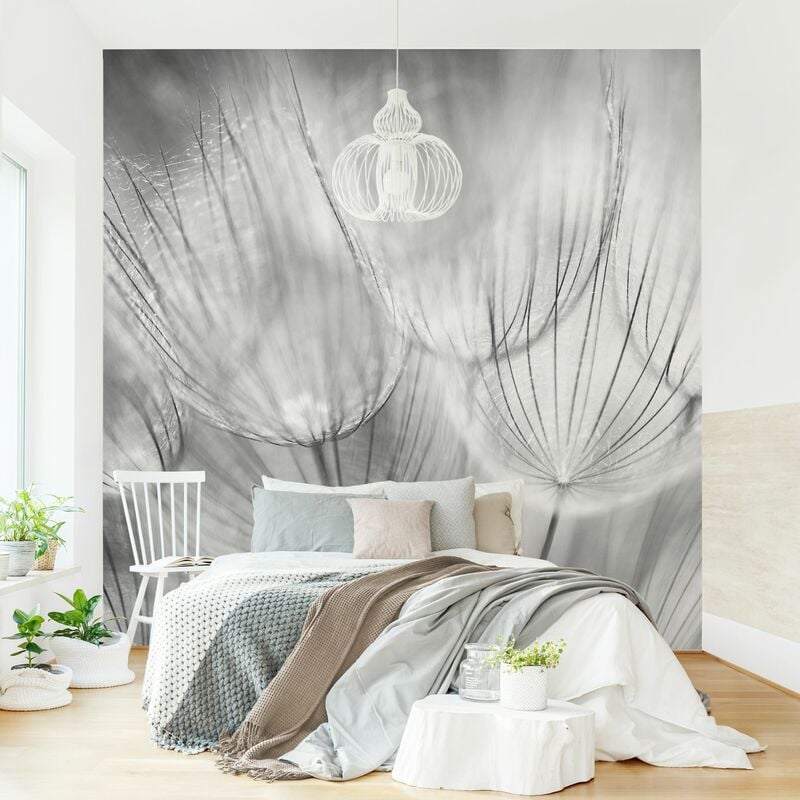 

Fotomural - Dandelions Macro Shot In Black And White - Mural cuadrado Dimensión LxA: 336cm x 336cm