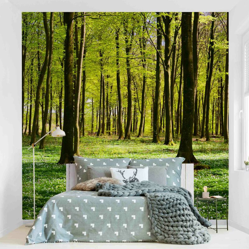 

Fotomural - Glade - Mural cuadrado Dimensión LxA: 288cm x 288cm