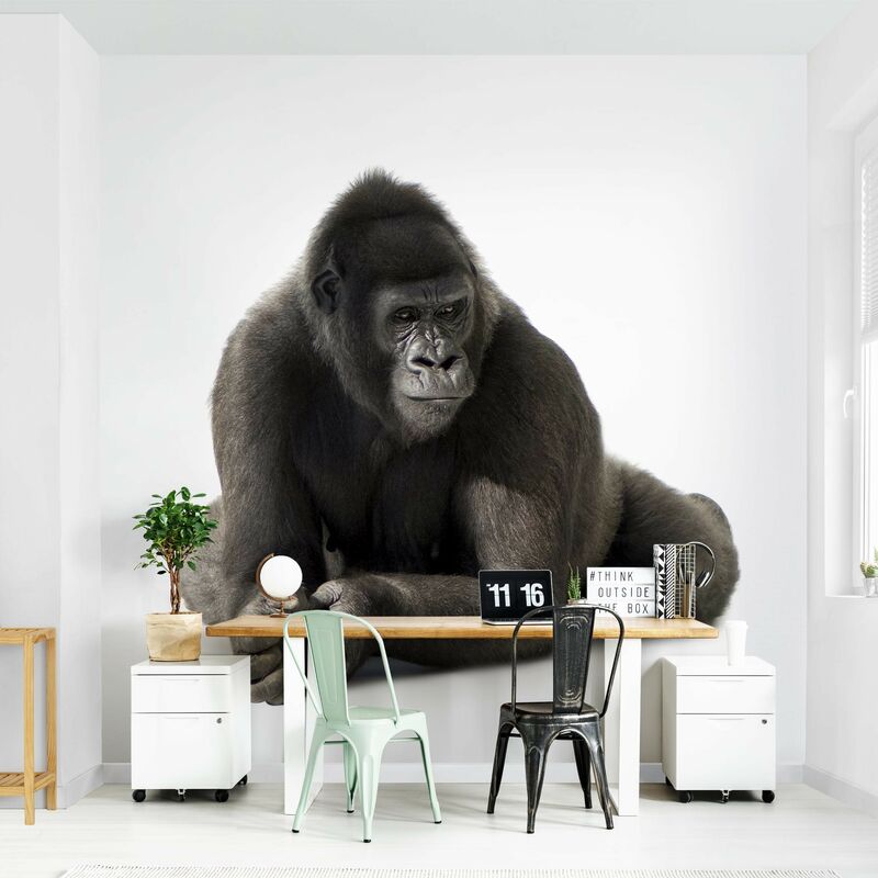 

Fotomural - Gorilla I - Mural cuadrado Dimensión LxA: 240cm x 240cm