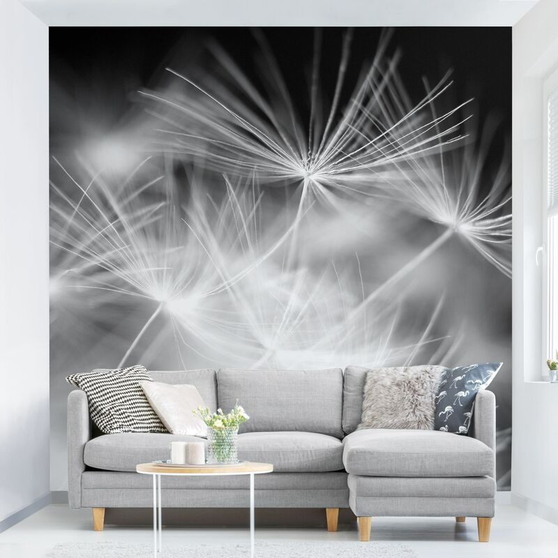 

Fotomural - Moving Dandelions Close Up On Black Background - Mural cuadrado Dimensión LxA: 336cm x 336cm