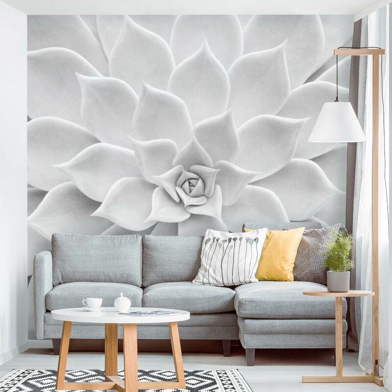 

Fotomural Premium - Cactus Succulent - Mural cuadrado Dimensión LxA: 192cm x 192cm