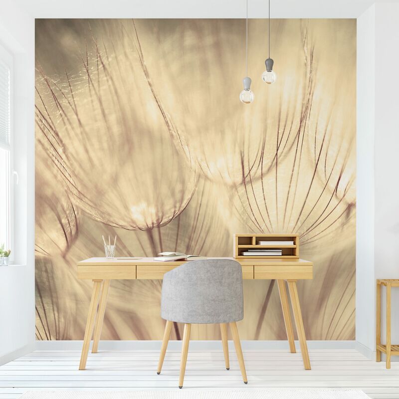 

Fotomural Premium - Dandelions Close-Up In Cozy Sepia Tones - Mural cuadrado Dimensión LxA: 336cm x 336cm Material: Premium