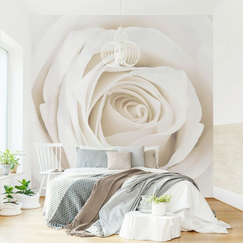 

Fotomural - Pretty White Rose - Mural cuadrado Dimensión LxA: 288cm x 288cm