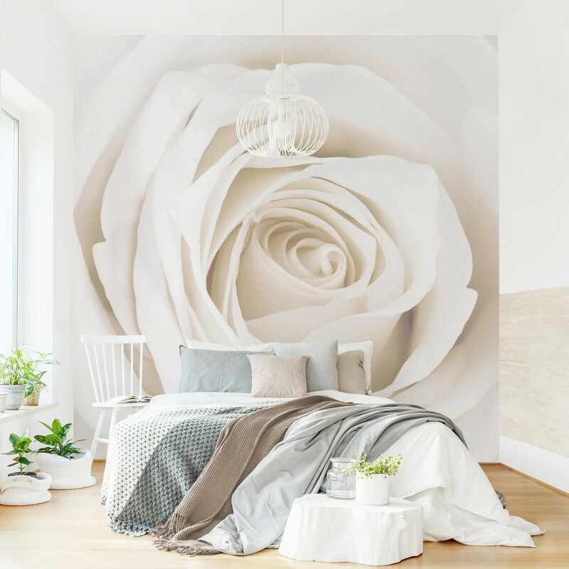 

Fotomural - Pretty White Rose - Mural cuadrado Dimensión LxA: 240cm x 240cm