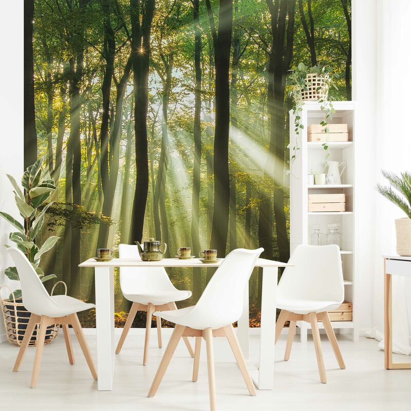 

Fotomural - Sunny Day In The Forest - Mural cuadrado Dimensión LxA: 288cm x 288cm