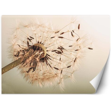 Fototapete Beige Pusteblume 368x254 cm