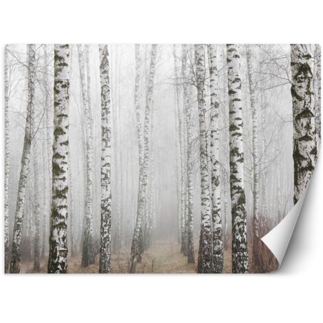 Fototapete, Birkenwald im Nebel – 100x70