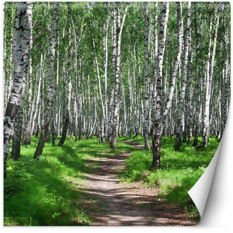 Fototapete, Birkenwald und Waldweg – 150x150