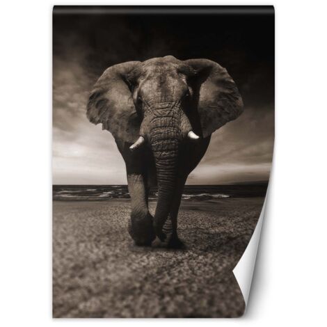 Fototapete Elefant Tier Afrika 100x140 cm