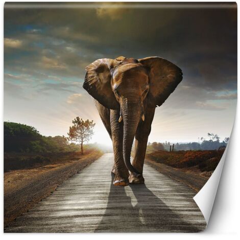 Fototapete Elefant Tier Weg 100x100 cm
