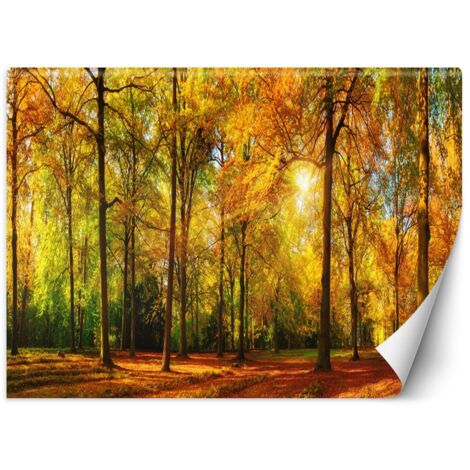 Fototapete Herbst Wald Natur 100x70 cm