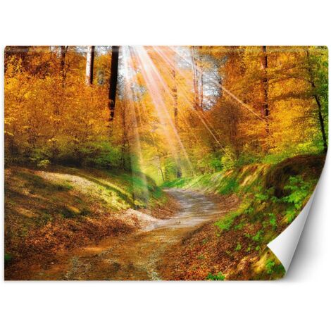 Fototapete Herbst Wald Natur Landschaft 100x70 cm