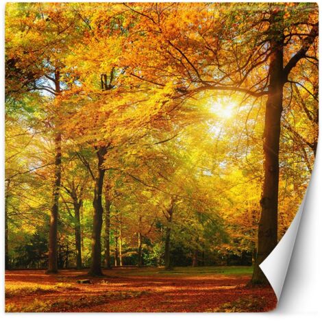 Fototapete, Herbstwald in der Sonne – 100x100