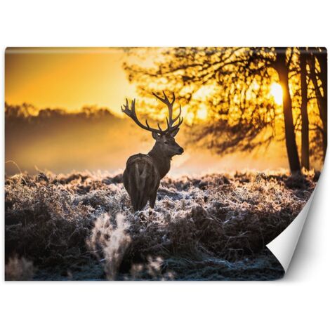 Fototapete, Hirsch im Nebel – 150x105