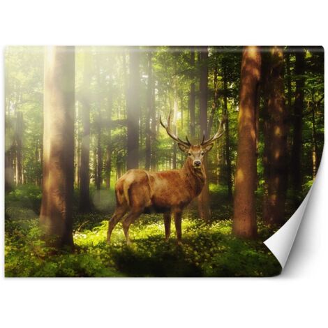 Fototapete, Hirsch im Wald – 350x245