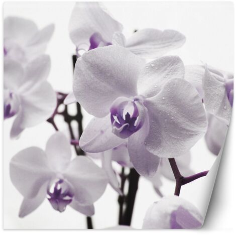Fototapete, Lila Orchidee mit Tau auf den Blütenblättern – 100x100